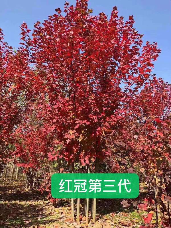 红冠红枫